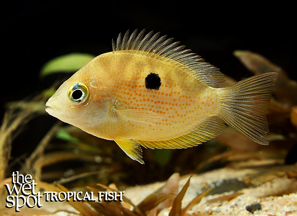 Etroplus maculatus "Orange Chromide"