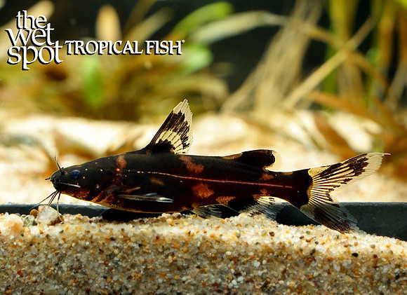 Pseudomystus heokhuii Tiger Stripe Bee Catfish