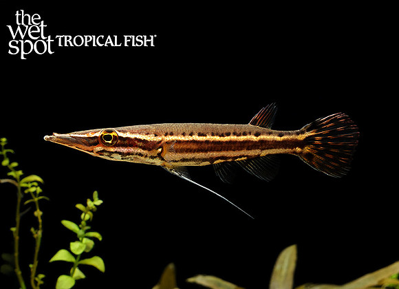 Luciocephalus pulcher"Crocodile Pikehead"