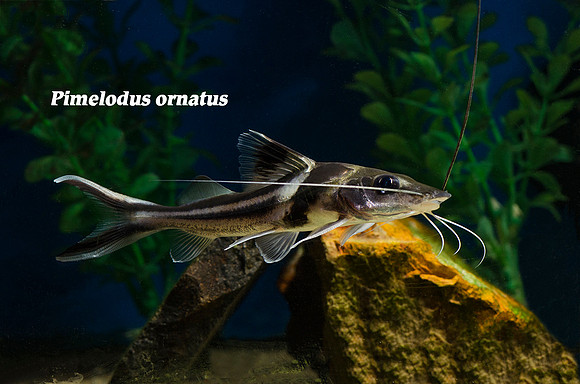 Pimelodus ornatus - Ornate Pimelodus Catfish