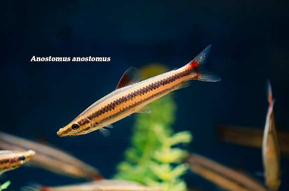 Anostomus anostomus - Striped Headstander