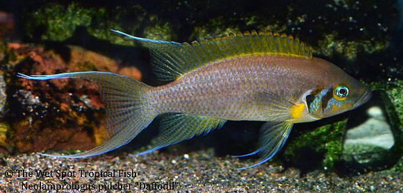 Neolamprologus pulcher "Daffodil"