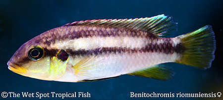 Benitochromis riomuniensis female