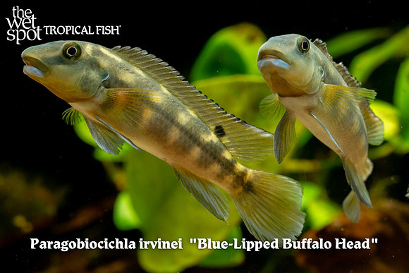 Paragobiocichla irvinei - Blue-Lipped Buffalo Head