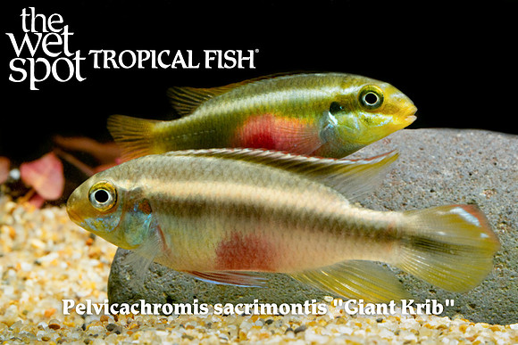 Pelvicachromis sacrimontis - Giant Krib