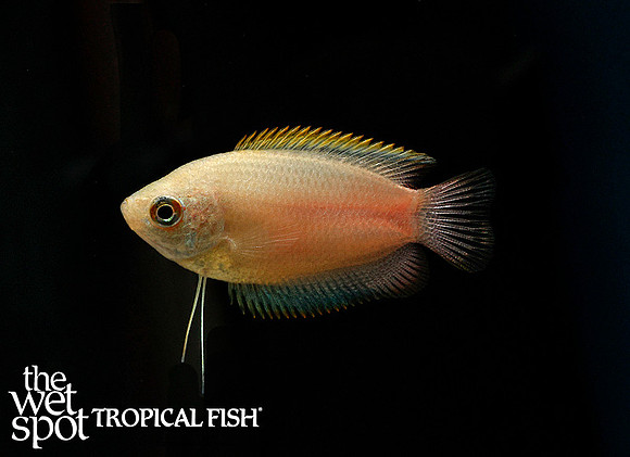 Trichogaster chuna - Honey Gourami