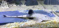 Rineloricaria eigenmanni "Whiptail Cat" "Colombia"