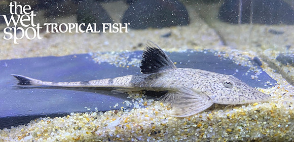 Rineloricaria eigenmanni "Whiptail Cat" "Colombia"