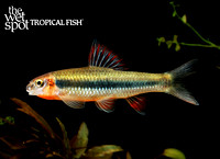 Sarcocheilichthys parvus - Chinese Neon Golden Stripe Shark