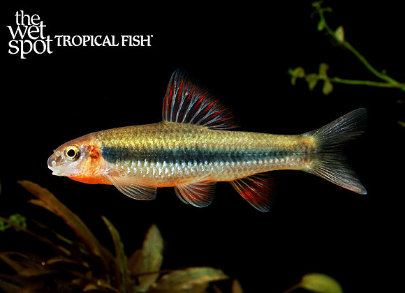 Sarcocheilichthys parvus - Chinese Neon Golden Stripe Shark