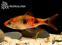 Dawkinsia rubrotincta - Red Tinged Barb