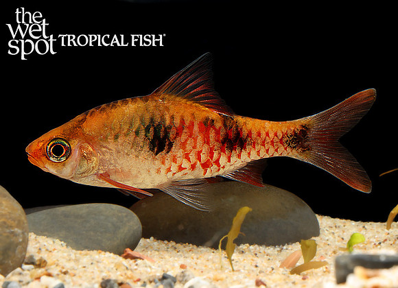 Dawkinsia rubrotincta - Red Tinged Barb