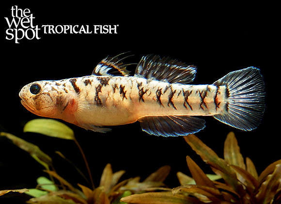 Mugilogobius chulae - Yellowstripe Goby