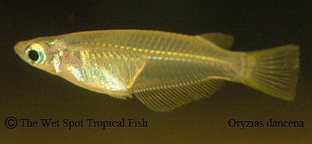Blue Eye Ricefish - Oryzias dancena