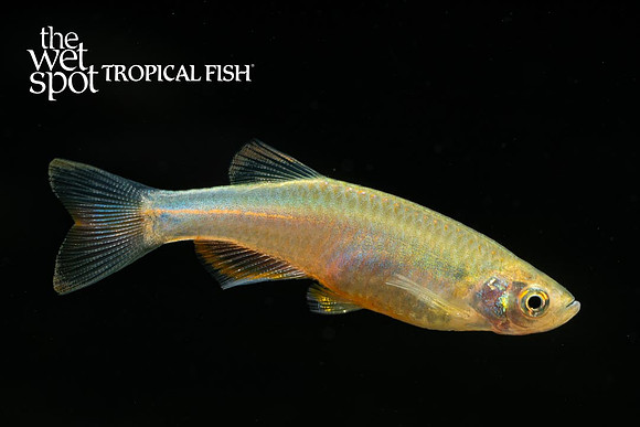 Danio albolineatus - Pearl Danio