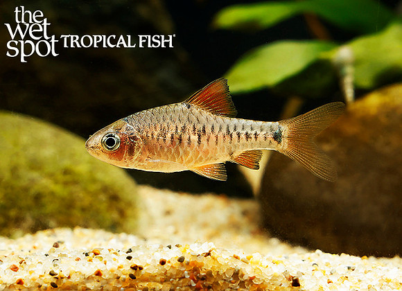 Oliotius oligolepis - Checker Barb