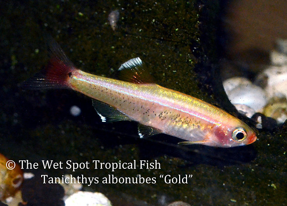 Tanichthys albonubes "Gold" - Gold White Cloud