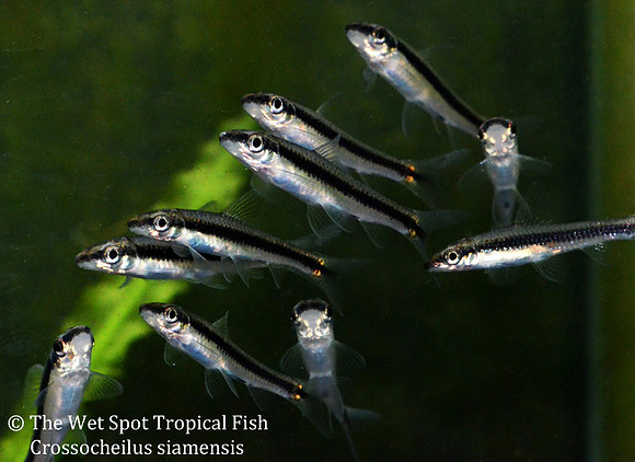 Crossocheilus oblongus - Siamese Algae Eater