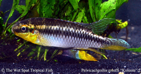 Pelvicachromis roloffi "Kolente" ♂