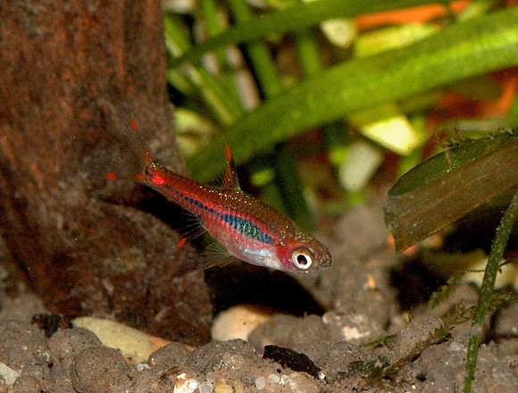 Boraras brigittae - Chili Rasbora