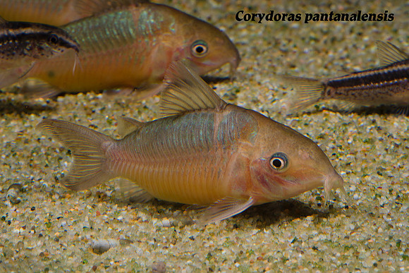 Corydoras pantanalensis - C005 Pantana Cory