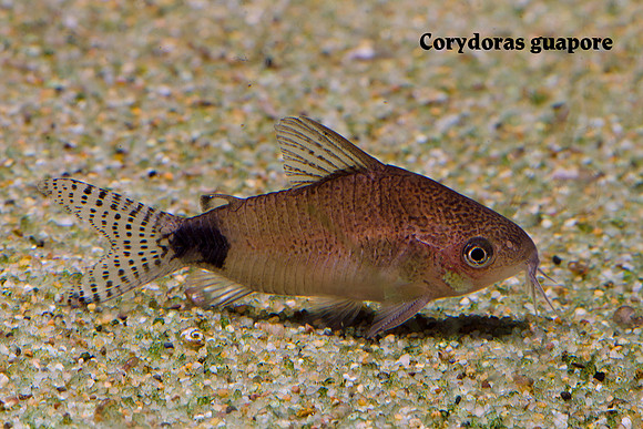 Corydoras guapore - Guapore Cory