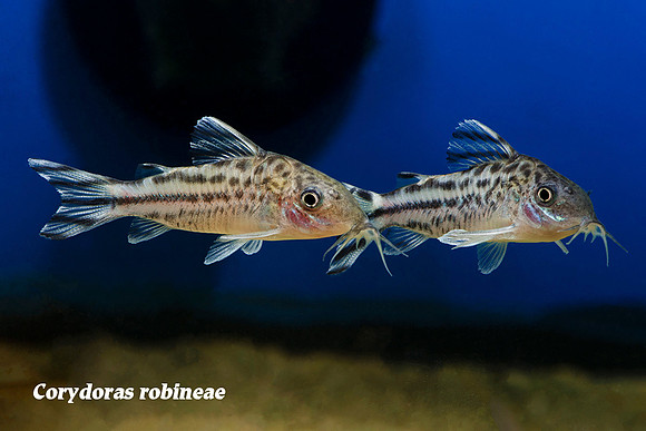 Corydoras robineae - Bannertail Cory