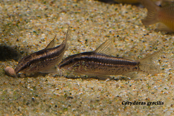 Corydoras gracilis - Shy Cory