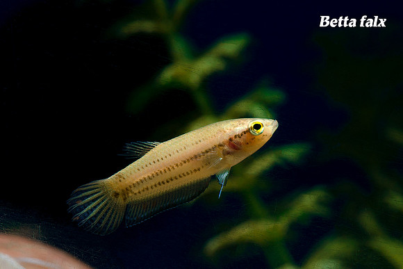 Betta falx - Red Skirt Betta