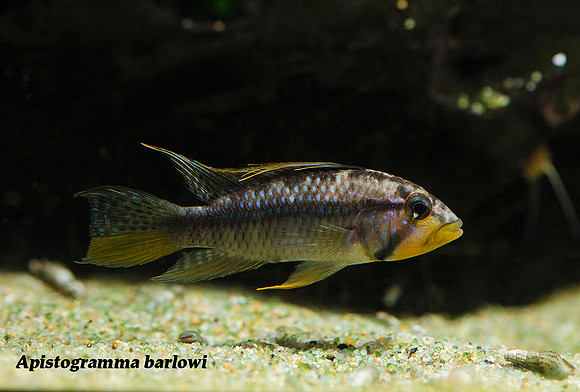 Apistogramma barlowi - "Mouthbrooding Dwarf Cichlid"