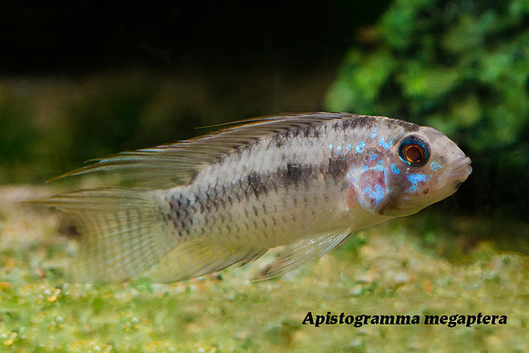 Apistogramma megaptera - "Broad-band Dwarf Cichlid"