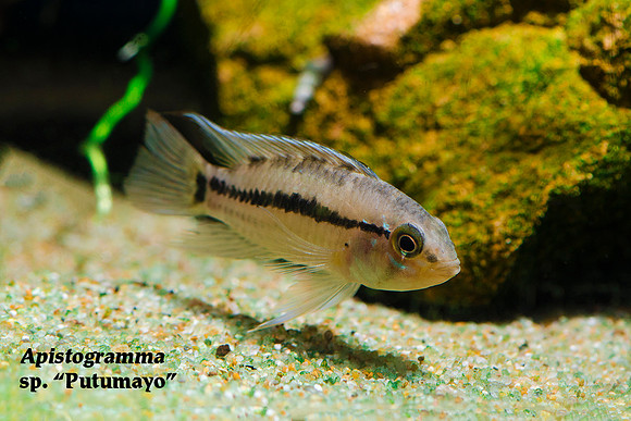 Apistogramma sp. “Putumayo”