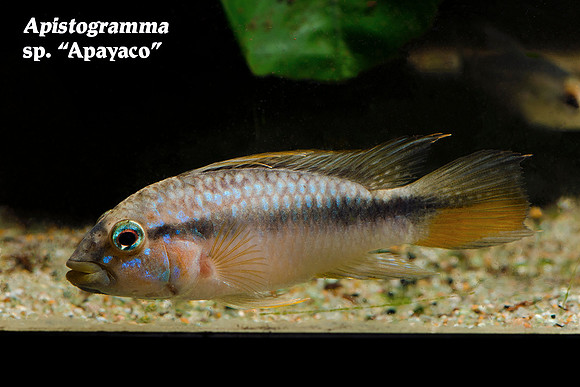 Apistogramma sp. “Apayaco”