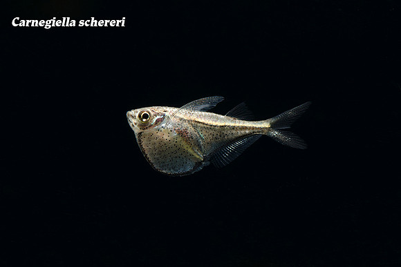 Carnegiella schereri - Dwarf Hatchet Fish
