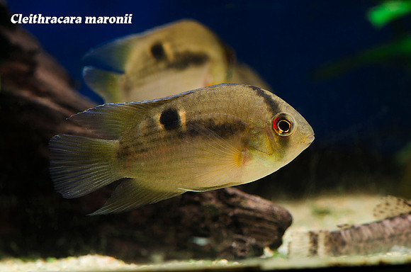 Cleithracara maronii - Keyhole Cichlid