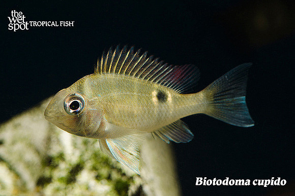 Biotodoma cupido - Cupid Cichlid