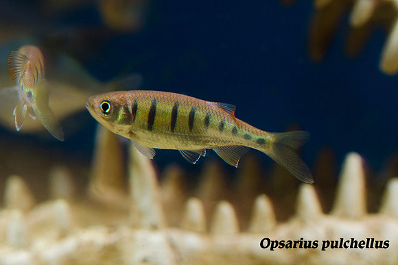 Opsarius pulchellus - Royal Butterfly Danio