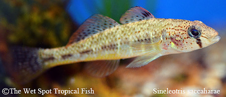 Chinese Mandarin Goby - Sineleotris saccaharae ♀