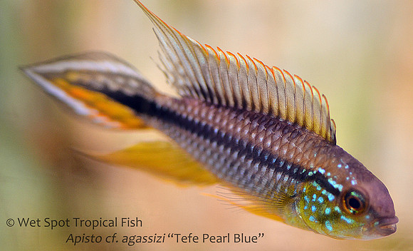 Apistogramma cf. agassizi "Tefe Pearl Blue"