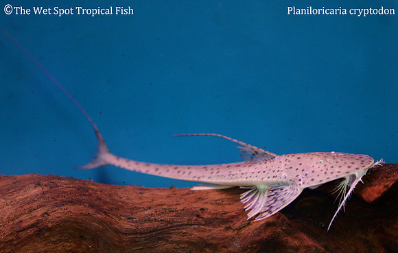 Circular Whiptail Catfish - Planiloricaria cryptodon