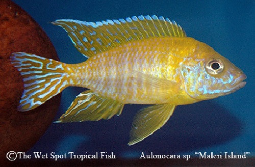 Aulonocara sp. "Maleri Island"