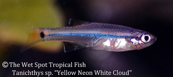 Tanichthys sp. - Yellow Neon White Cloud
