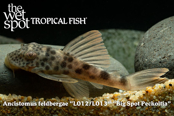 Ancistomus feldbergae - Big Spot Peckoltia L012/L013
