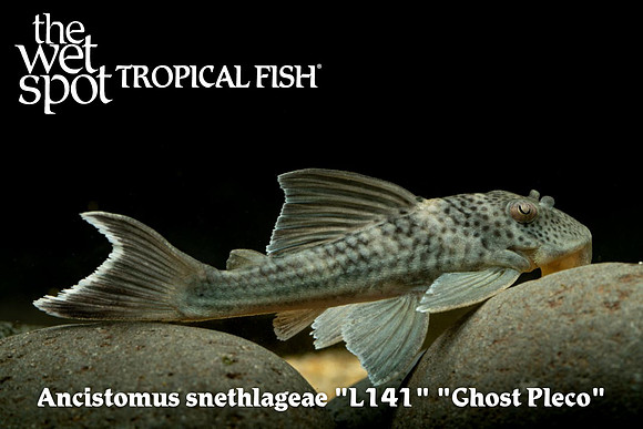 Ancistomus snethlageae - Ghost Pleco L141