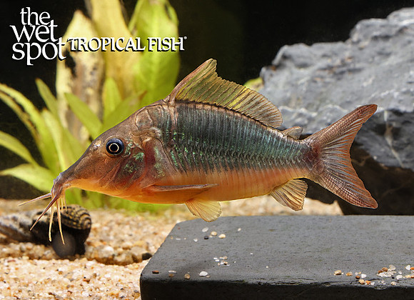 Brochis multiradiatus "Hog Nose Cat"