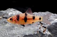 Barbodes dunckeri  "Clown Barb"