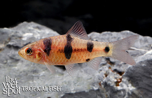 Barbodes dunckeri  "Clown Barb"