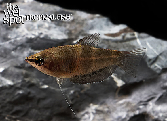 Sphaerichthys acrostoma"Sharp Nose Chocolate Gourami"