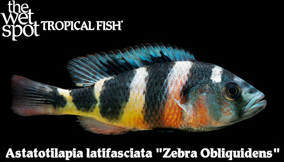 Astatotilapia latifasciata