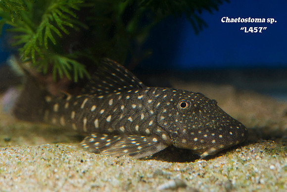 Chaetostoma sp. "L457"